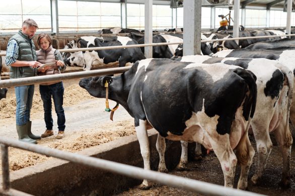 A technical assistance provider and rancher are reviewing data at a dairy farm