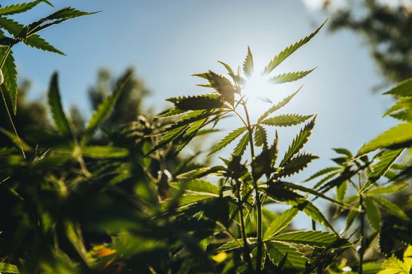 Fresh agricultural hemp grows in the countryside