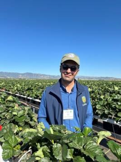  Bagher Yousefi observing microirrigation in tabletop grown strawberries. 