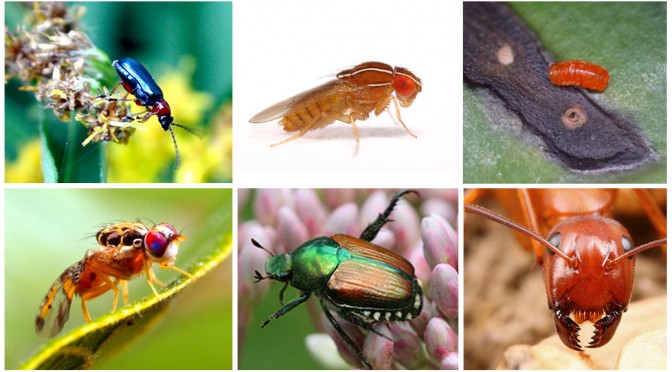 Insects and Mites Banner