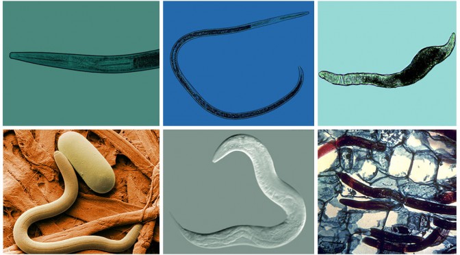 Nematodes montage