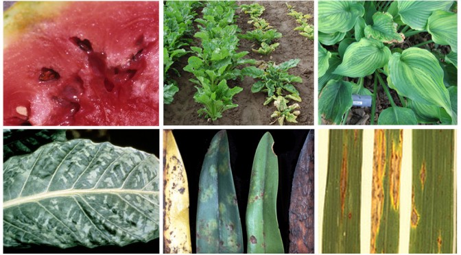 Plant pathogens montage