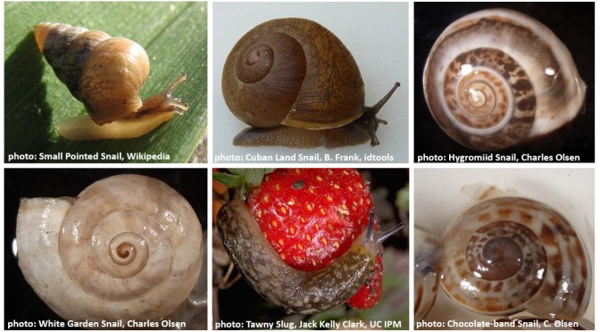 Snails and slugs montage