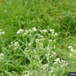 ragweed parthenium