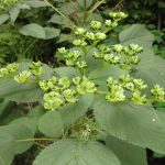 Canadian wood-nettle (Laportea canadensis), photographed at Brooklyn Botanic Garden (New York) in September