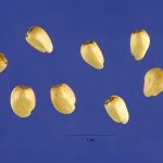 Jewel distaff thistle