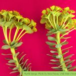myrtle spurge