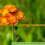 Orange Hawkweed, photo by Becca MacDonald, Sault College, bugwood.org