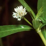 Alternanthera philoxeroides