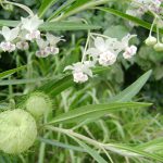 Asclepias physocarpa
