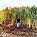 Manchurian Wild Rice