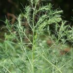 Russian Thistle