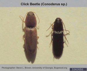 Click Beetle | Conoderus posticus | Pest Rating Proposals and Final Ratings