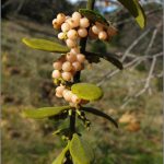 Figure 2: Phoradendron serotinum ©2011 Jorg & Mimi Fleige