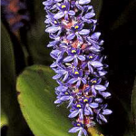 Pickerelweed