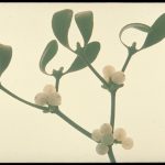 European Mistletoe