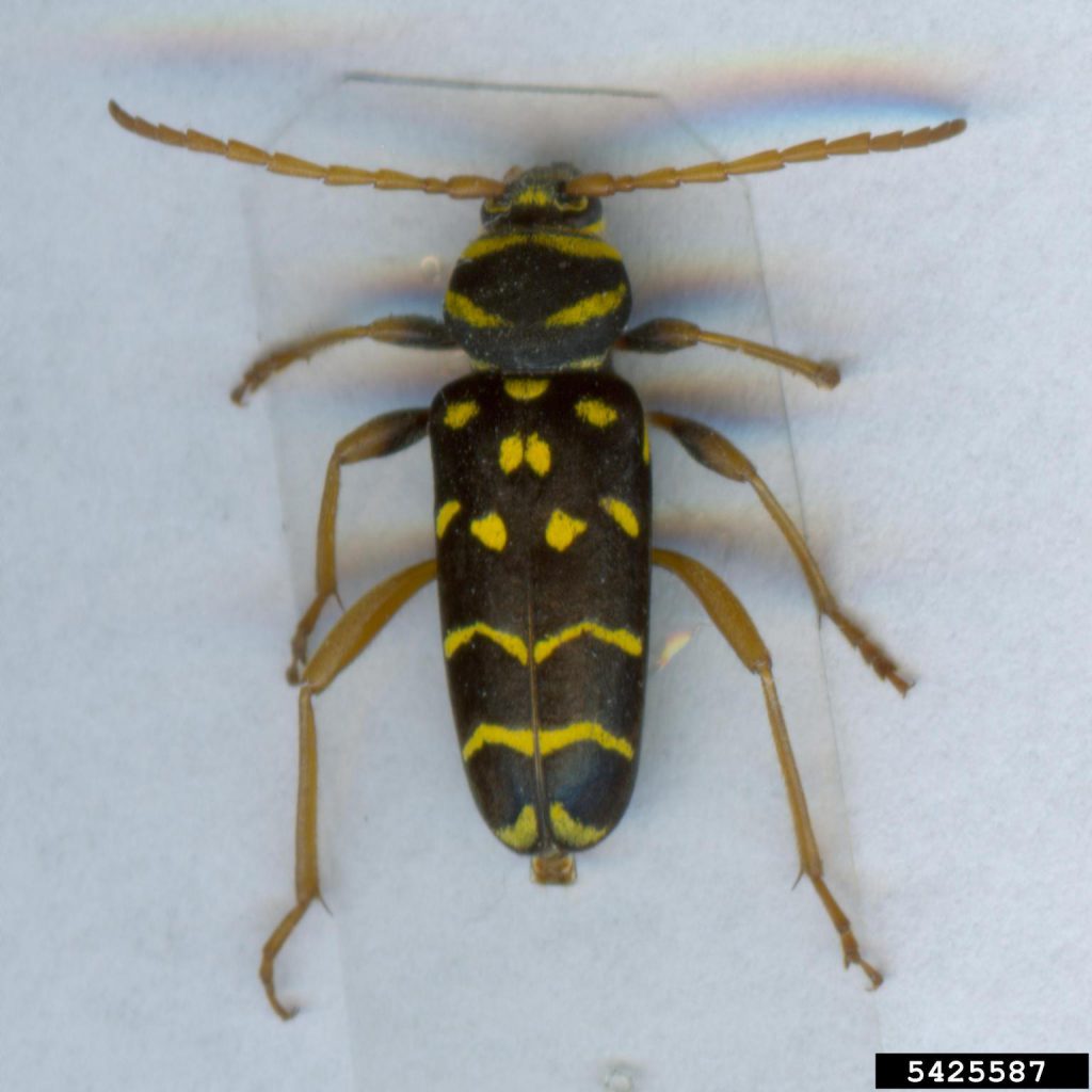 Longhorned Beetle | Plagionotus arcuatus