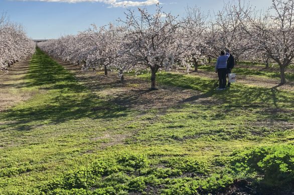 Soil sampling with the Harveys. Farmer Rita Harvey; Conor Higgins - Mobile Irrigation Lab Manager, Yolo County Resource Conservation District