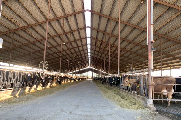 California dairy cows and the environment can benefit from improved manure management projects.