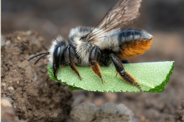 Community Science Ground Nesting Bees Project