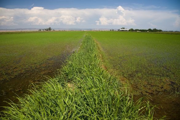 A rice field with groundwater irrigation in the agriculture region of Yuba County east of Marysville, California. Photo taken May 27, 2009. Dale Kolke / California Department of Water Resources